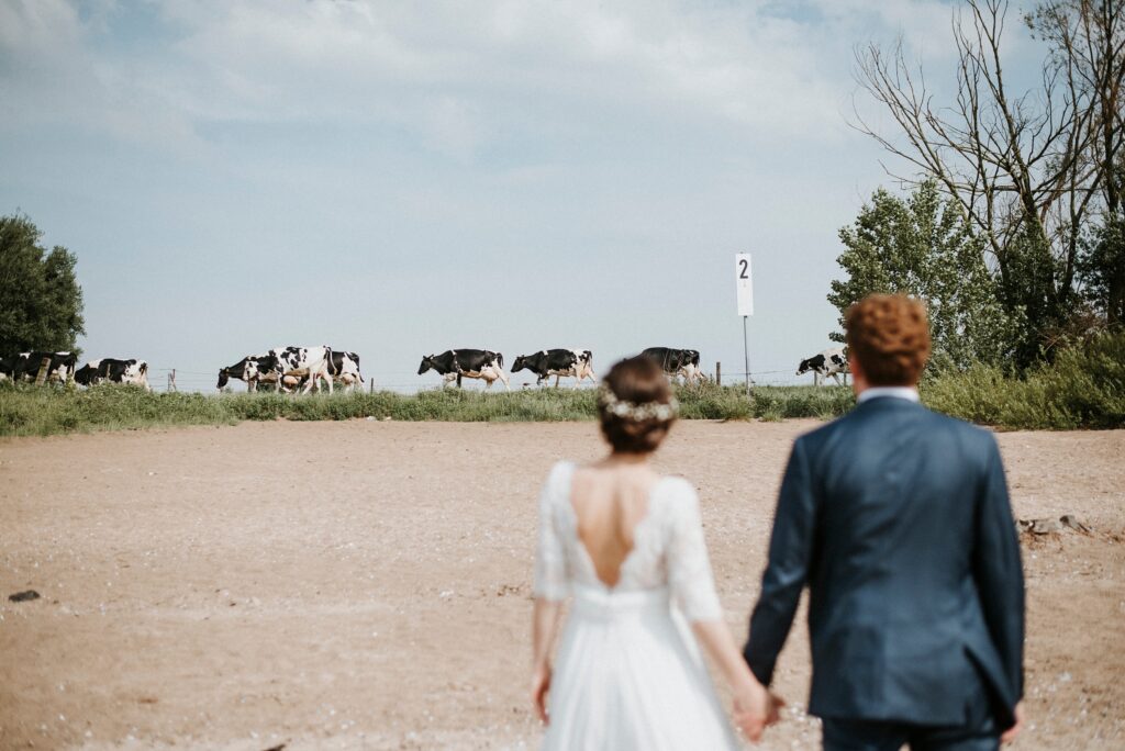 Paar in Hochzeitskleidung blickt auf Kühe, die auf einem nahen Feld grasen.