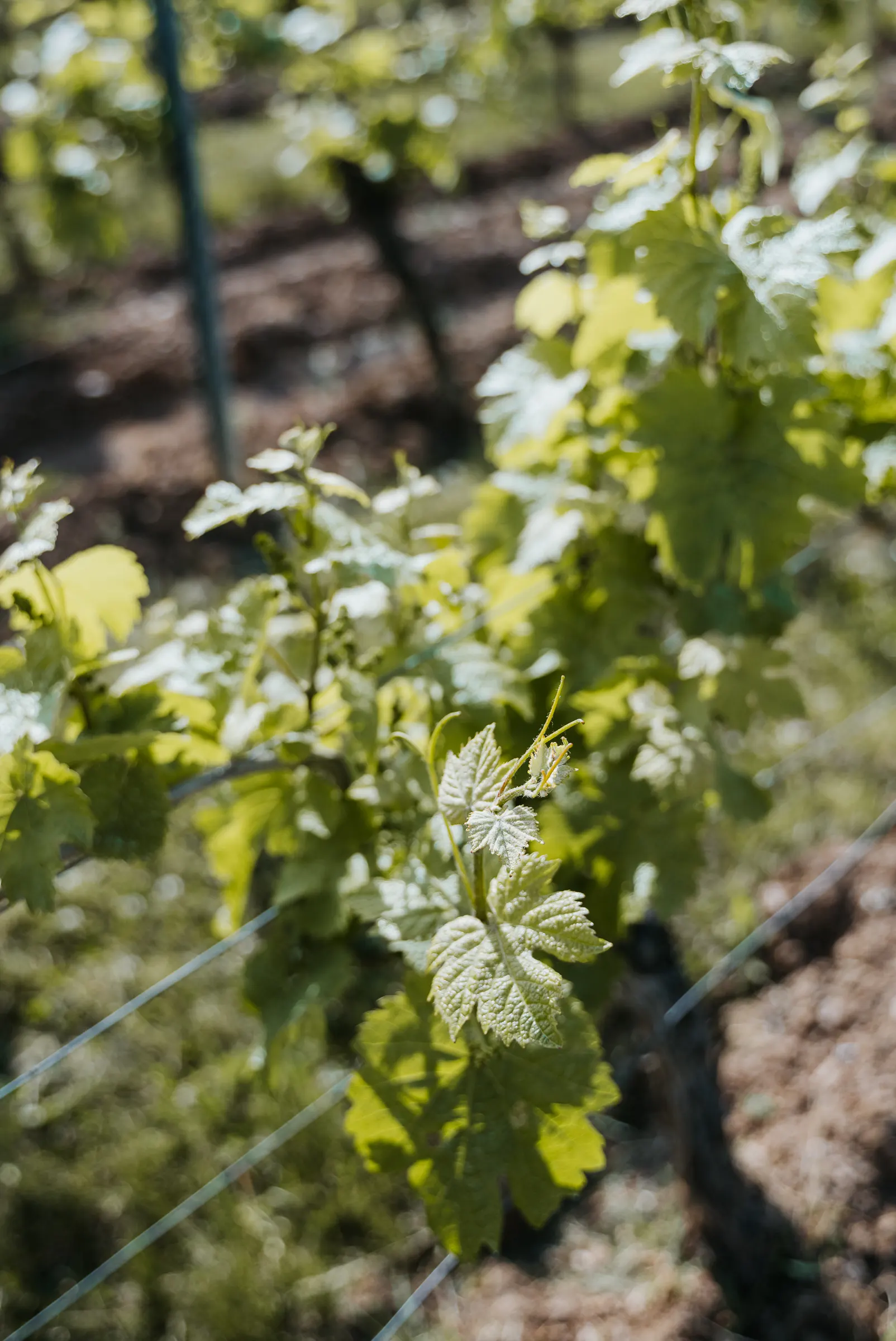 Nahaufnahme von grünen Weinblättern in einem Weingarten, unscharfer Hintergrund.
