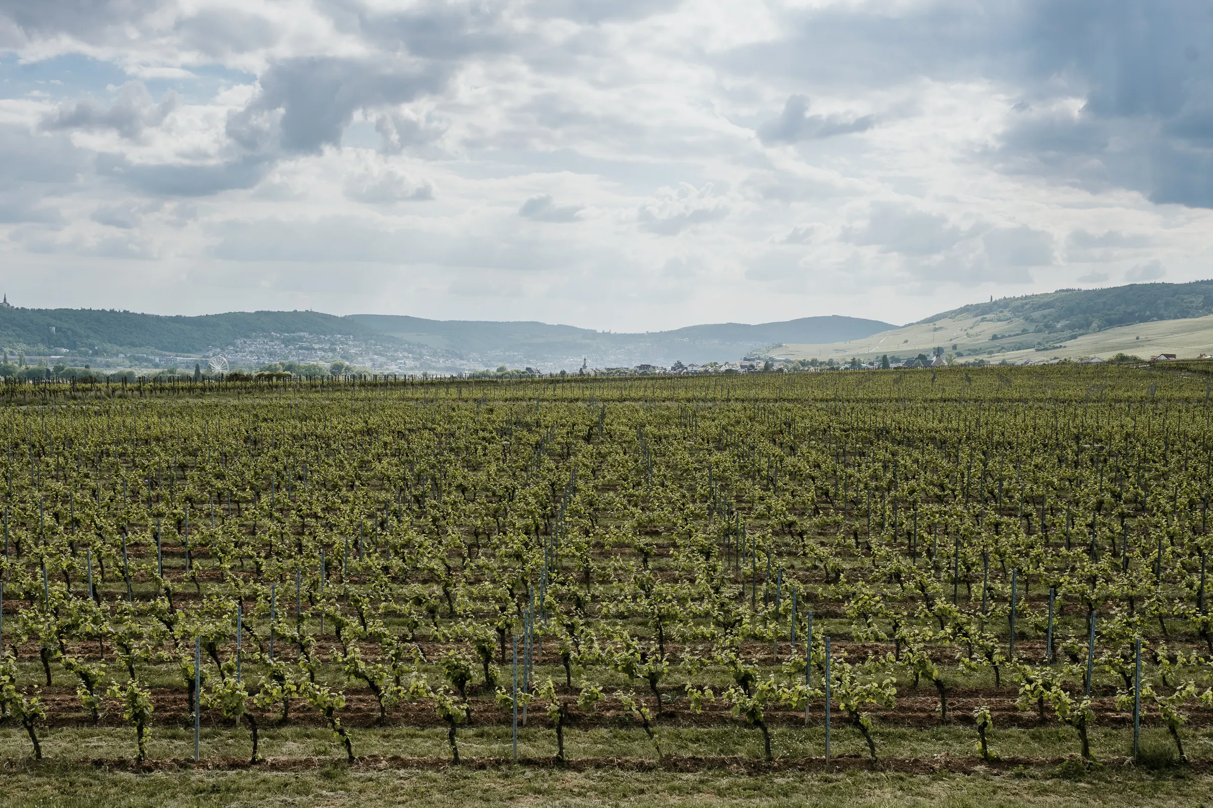 Weinberg mit Reihenpflanzen, Pfostenmarkierungen und grüner Erde, Hügellandschaft im Hintergrund.